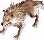 Desert Wolf